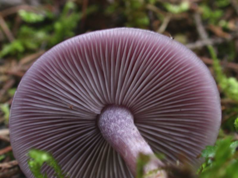 Escursione in cipresseta